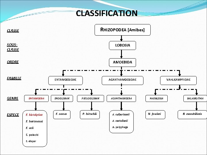 CLASSIFICATION CLASSE RHIZOPODEA [Amibes] SOUSCLASSE LOBOSIA ORDRE AMOEBIDA FAMILLE GENRE ESPECE ENTAMOEBIDAE ENTAMOEBA E.