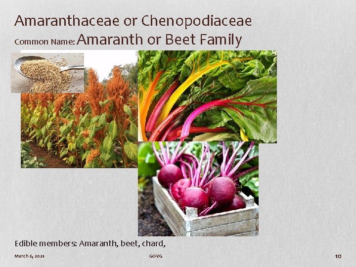 Amaranthaceae or Chenopodiaceae Common Name: Amaranth or Beet Family Edible members: Amaranth, beet, chard,