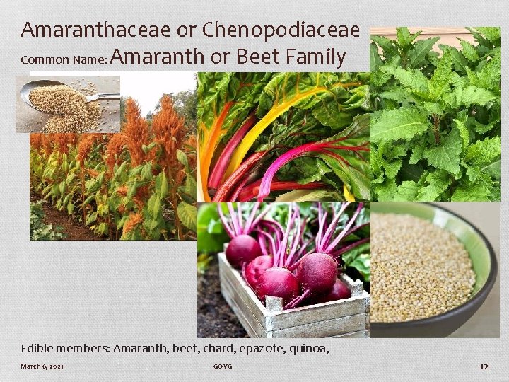 Amaranthaceae or Chenopodiaceae Common Name: Amaranth or Beet Family Edible members: Amaranth, beet, chard,