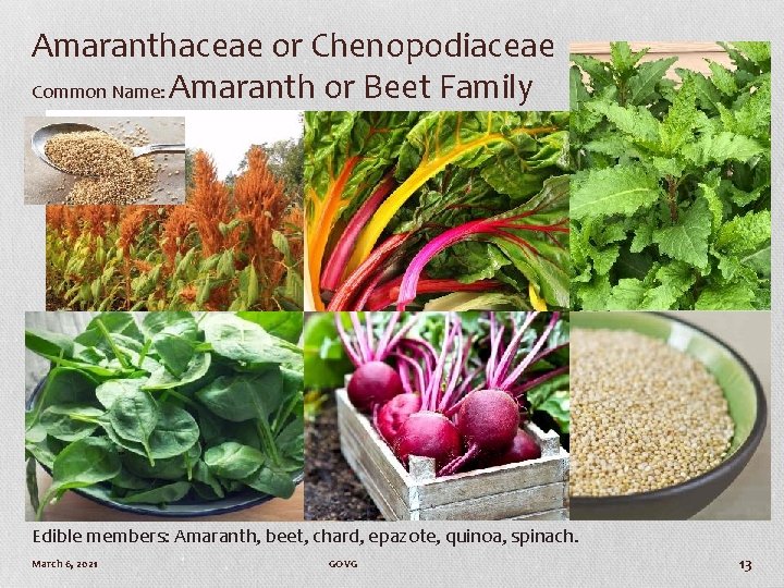 Amaranthaceae or Chenopodiaceae Common Name: Amaranth or Beet Family Edible members: Amaranth, beet, chard,