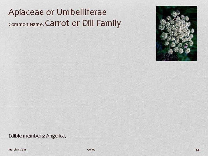 Apiaceae or Umbelliferae Common Name: Carrot or Dill Family Edible members: Angelica, March 6,