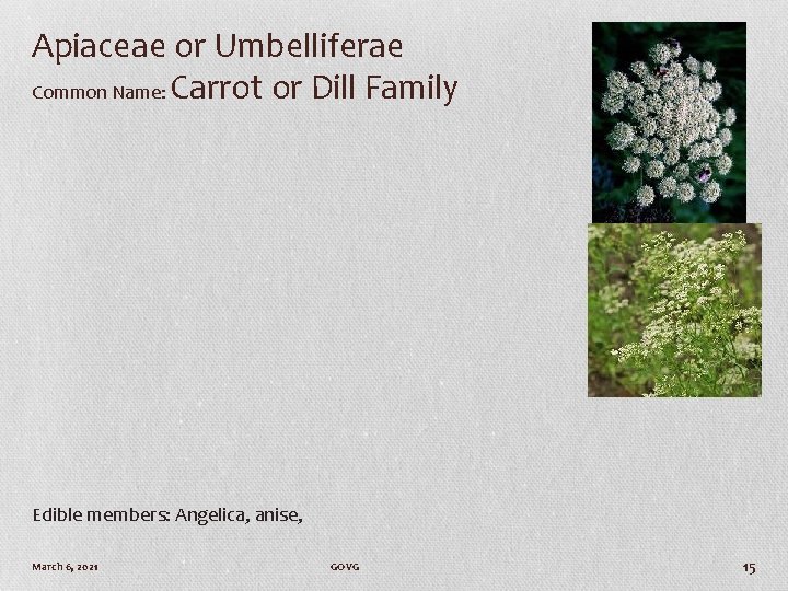 Apiaceae or Umbelliferae Common Name: Carrot or Dill Family Edible members: Angelica, anise, March