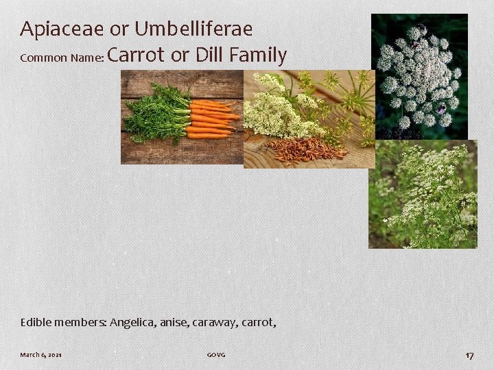 Apiaceae or Umbelliferae Common Name: Carrot or Dill Family Edible members: Angelica, anise, caraway,