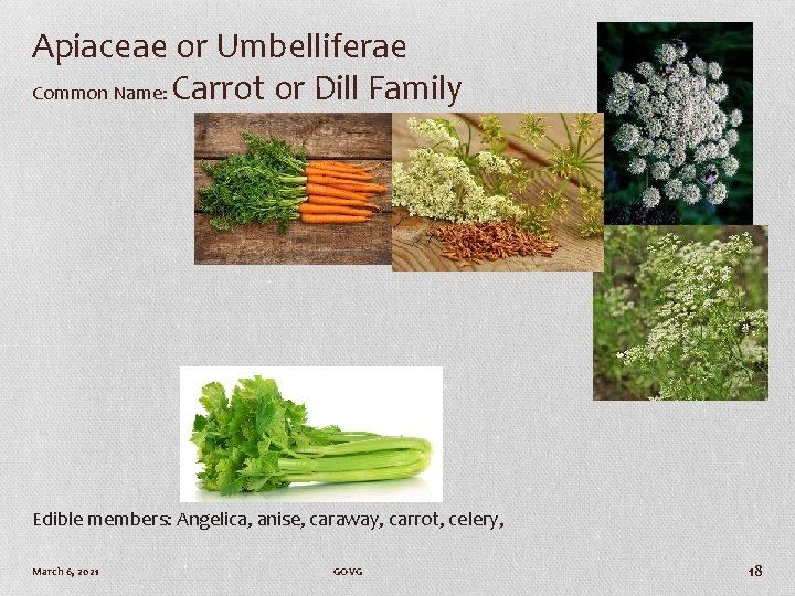 Apiaceae or Umbelliferae Common Name: Carrot or Dill Family Edible members: Angelica, anise, caraway,