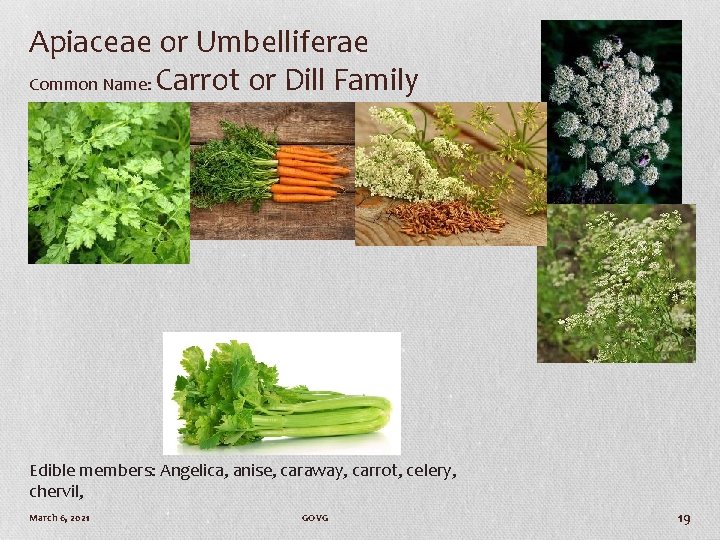 Apiaceae or Umbelliferae Common Name: Carrot or Dill Family Edible members: Angelica, anise, caraway,