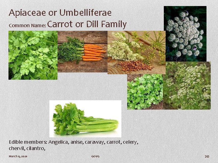 Apiaceae or Umbelliferae Common Name: Carrot or Dill Family Edible members: Angelica, anise, caraway,