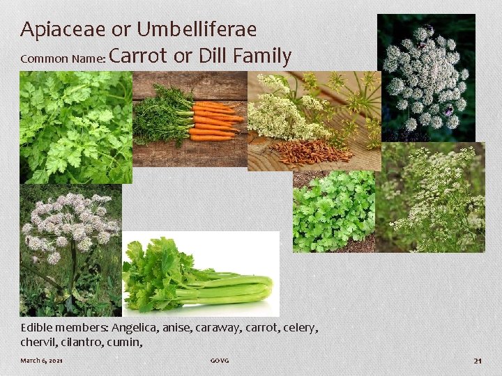 Apiaceae or Umbelliferae Common Name: Carrot or Dill Family Edible members: Angelica, anise, caraway,