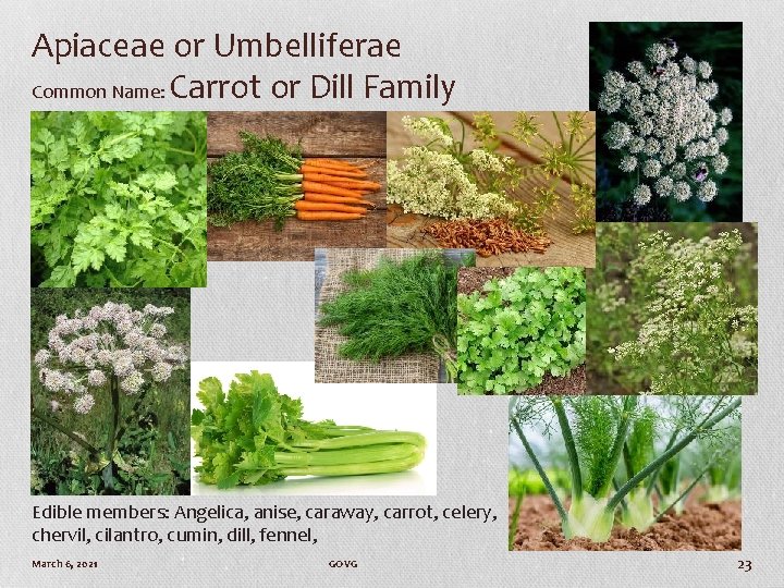 Apiaceae or Umbelliferae Common Name: Carrot or Dill Family Edible members: Angelica, anise, caraway,