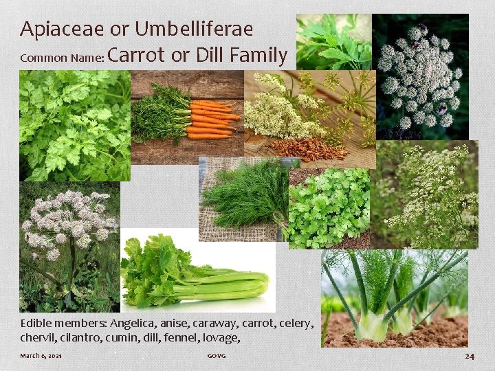 Apiaceae or Umbelliferae Common Name: Carrot or Dill Family Edible members: Angelica, anise, caraway,