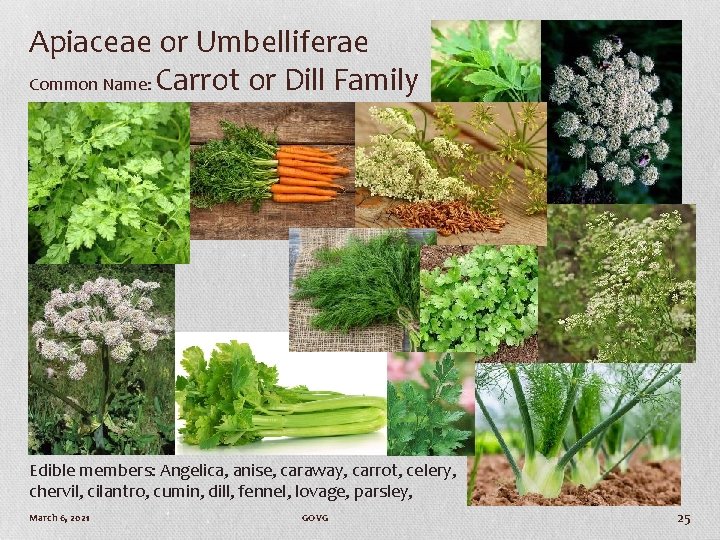 Apiaceae or Umbelliferae Common Name: Carrot or Dill Family Edible members: Angelica, anise, caraway,
