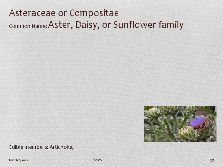 Asteraceae or Compositae Common Name: Aster, Daisy, or Sunflower family Edible members: Artichoke, March