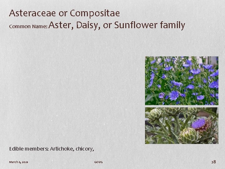 Asteraceae or Compositae Common Name: Aster, Daisy, or Sunflower family Edible members: Artichoke, chicory,