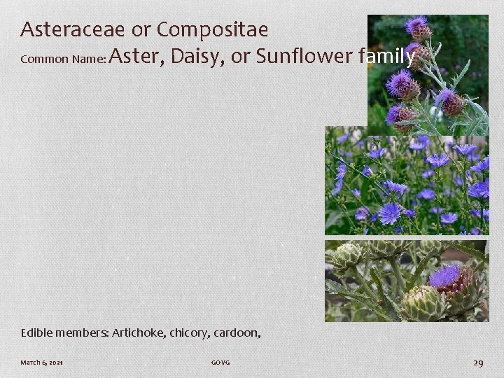 Asteraceae or Compositae Common Name: Aster, Daisy, or Sunflower family Edible members: Artichoke, chicory,
