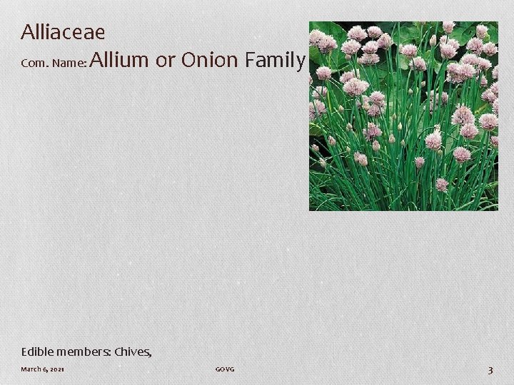 Alliaceae Com. Name: Allium or Onion Family Edible members: Chives, March 6, 2021 GOVG