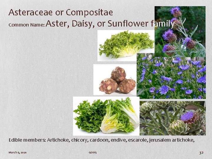 Asteraceae or Compositae Common Name: Aster, Daisy, or Sunflower family Edible members: Artichoke, chicory,