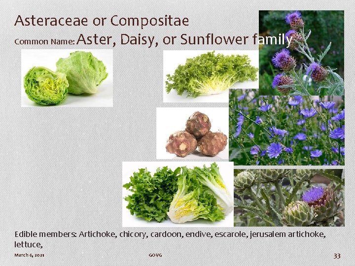 Asteraceae or Compositae Common Name: Aster, Daisy, or Sunflower family Edible members: Artichoke, chicory,