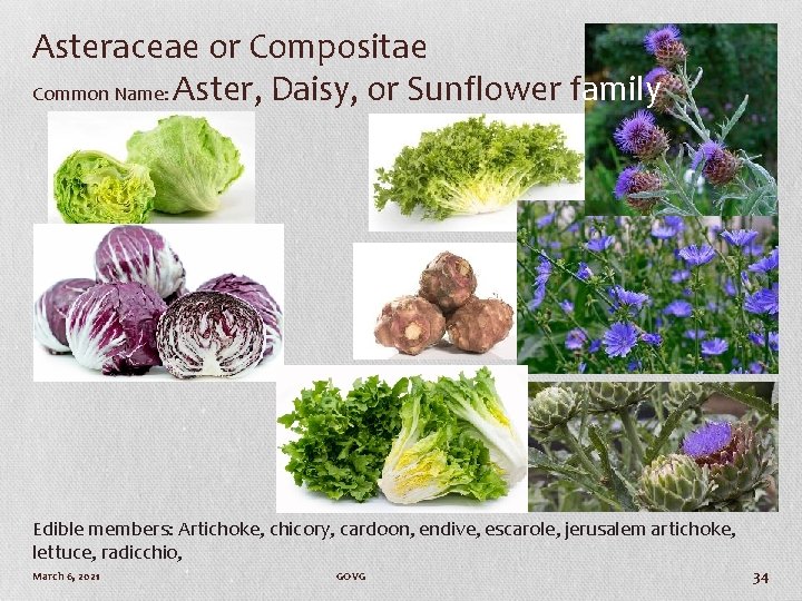 Asteraceae or Compositae Common Name: Aster, Daisy, or Sunflower family Edible members: Artichoke, chicory,