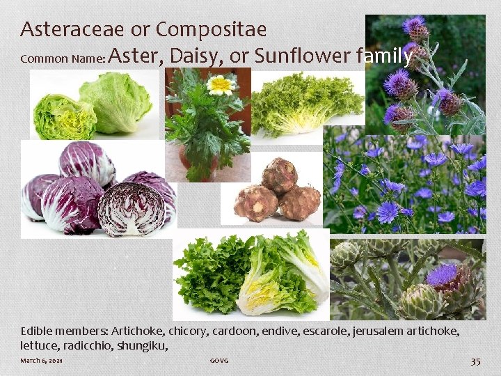 Asteraceae or Compositae Common Name: Aster, Daisy, or Sunflower family Edible members: Artichoke, chicory,