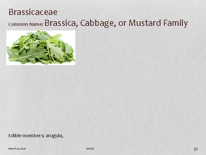 Brassicaceae Common Name: Brassica, Cabbage, or Mustard Family Edible members: arugula, March 6, 2021