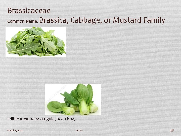Brassicaceae Common Name: Brassica, Cabbage, or Mustard Family Edible members: arugula, bok choy, March