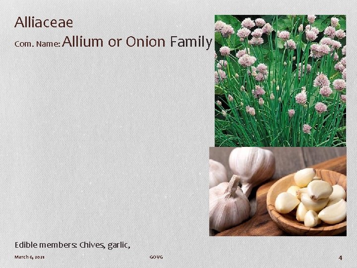 Alliaceae Com. Name: Allium or Onion Family Edible members: Chives, garlic, March 6, 2021