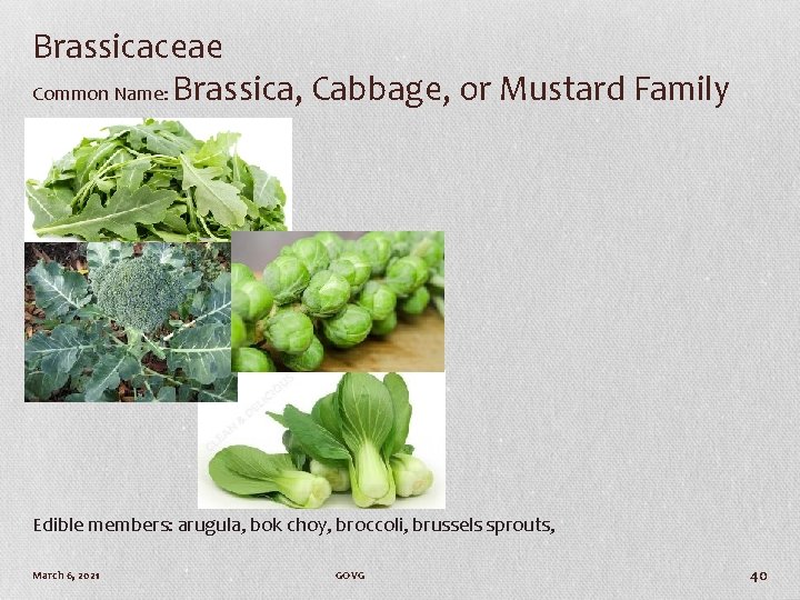 Brassicaceae Common Name: Brassica, Cabbage, or Mustard Family Edible members: arugula, bok choy, broccoli,