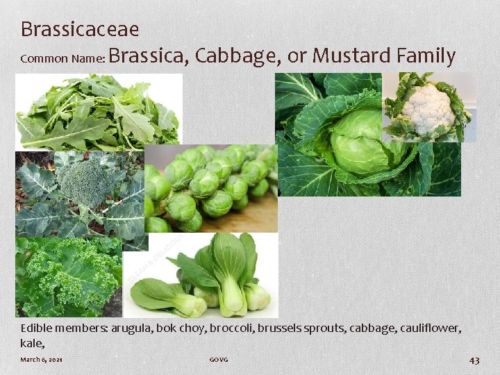 Brassicaceae Common Name: Brassica, Cabbage, or Mustard Family Edible members: arugula, bok choy, broccoli,