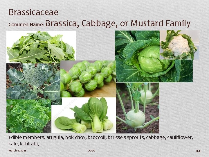 Brassicaceae Common Name: Brassica, Cabbage, or Mustard Family Edible members: arugula, bok choy, broccoli,