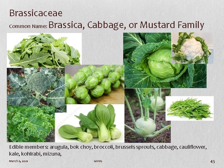 Brassicaceae Common Name: Brassica, Cabbage, or Mustard Family Edible members: arugula, bok choy, broccoli,