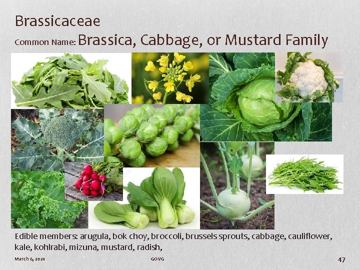 Brassicaceae Common Name: Brassica, Cabbage, or Mustard Family Edible members: arugula, bok choy, broccoli,