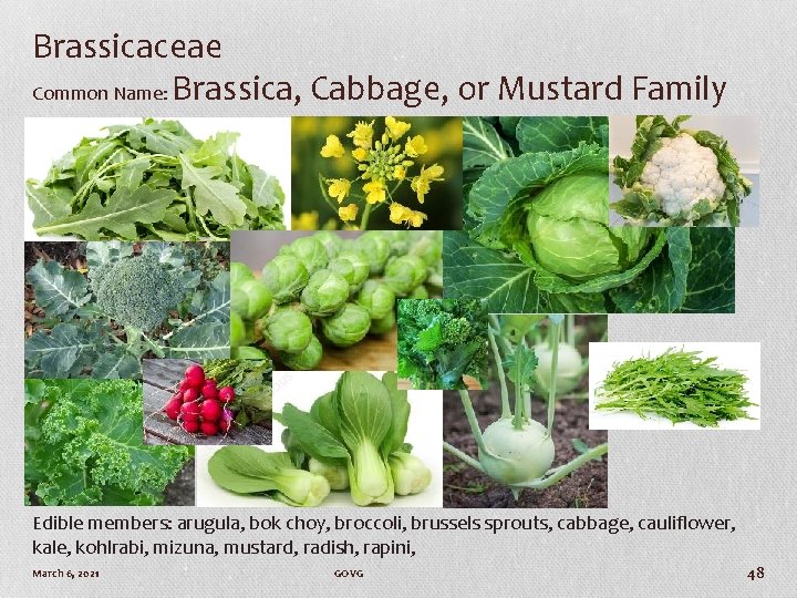 Brassicaceae Common Name: Brassica, Cabbage, or Mustard Family Edible members: arugula, bok choy, broccoli,