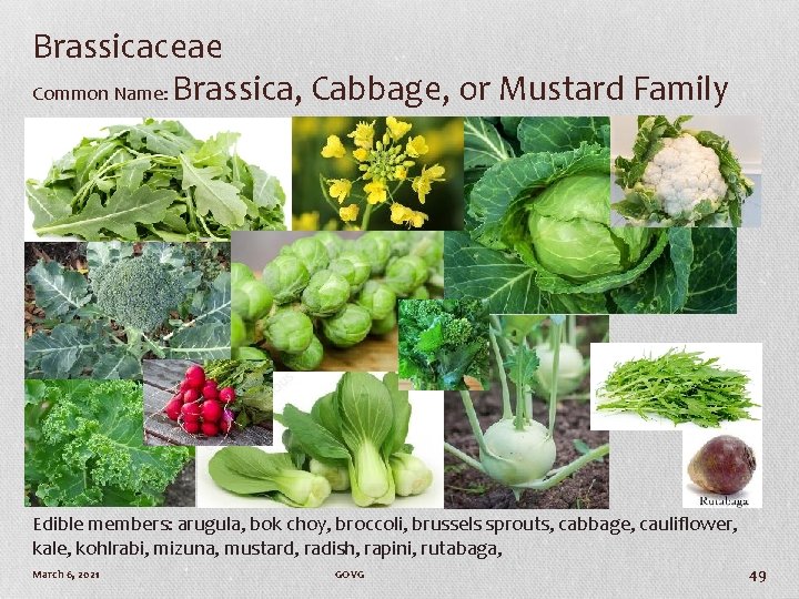 Brassicaceae Common Name: Brassica, Cabbage, or Mustard Family Edible members: arugula, bok choy, broccoli,