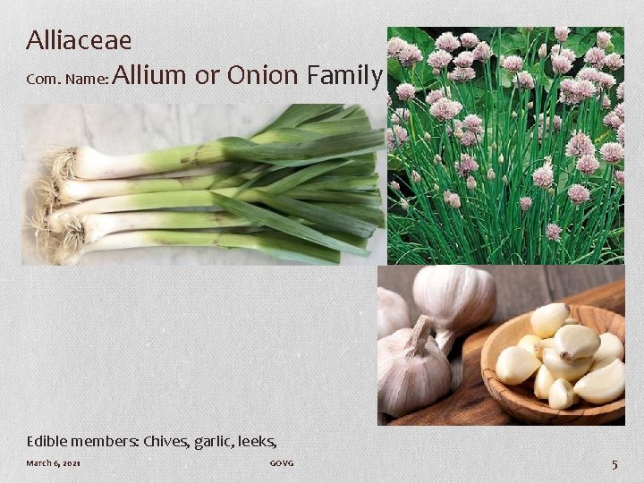 Alliaceae Com. Name: Allium or Onion Family Edible members: Chives, garlic, leeks, March 6,