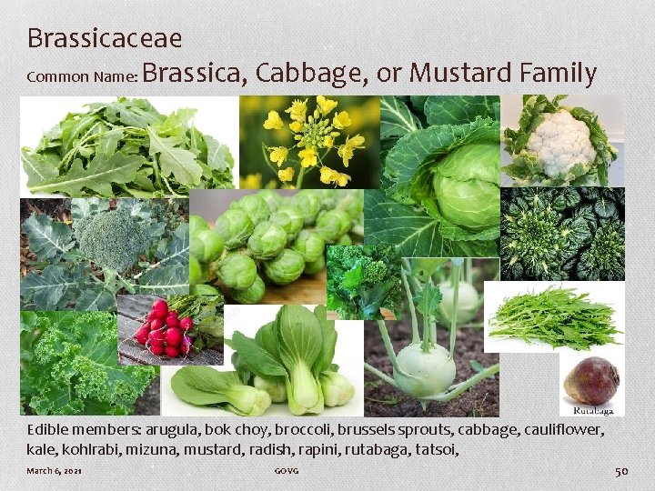 Brassicaceae Common Name: Brassica, Cabbage, or Mustard Family Edible members: arugula, bok choy, broccoli,