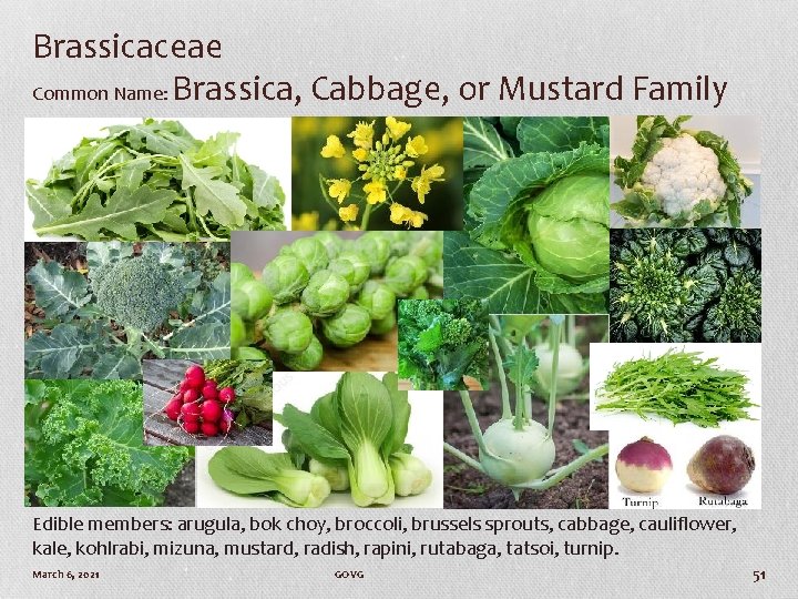 Brassicaceae Common Name: Brassica, Cabbage, or Mustard Family Edible members: arugula, bok choy, broccoli,