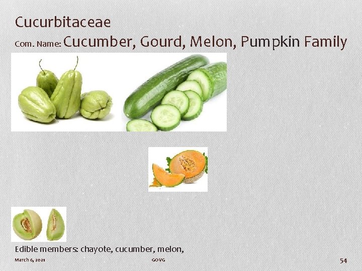 Cucurbitaceae Com. Name: Cucumber, Gourd, Melon, Pumpkin Family Edible members: chayote, cucumber, melon, March