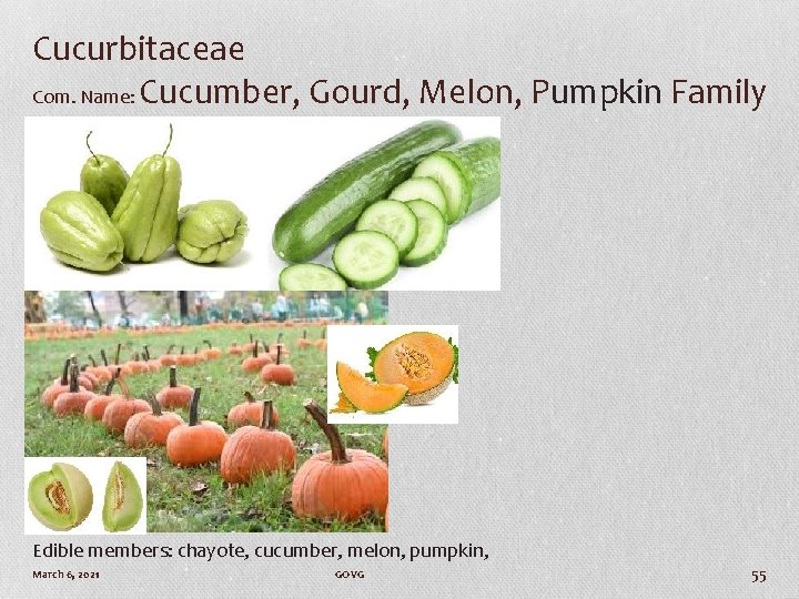 Cucurbitaceae Com. Name: Cucumber, Gourd, Melon, Pumpkin Family Edible members: chayote, cucumber, melon, pumpkin,