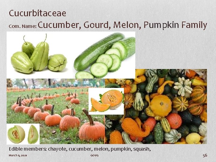 Cucurbitaceae Com. Name: Cucumber, Gourd, Melon, Pumpkin Family Edible members: chayote, cucumber, melon, pumpkin,