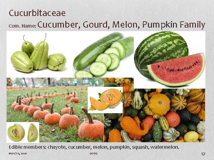 Cucurbitaceae Com. Name: Cucumber, Gourd, Melon, Pumpkin Family Edible members: chayote, cucumber, melon, pumpkin,