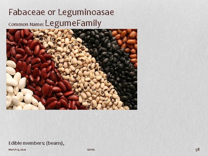 Fabaceae or Leguminoasae Common Name: Legume. Family Edible members: (beans), March 6, 2021 GOVG