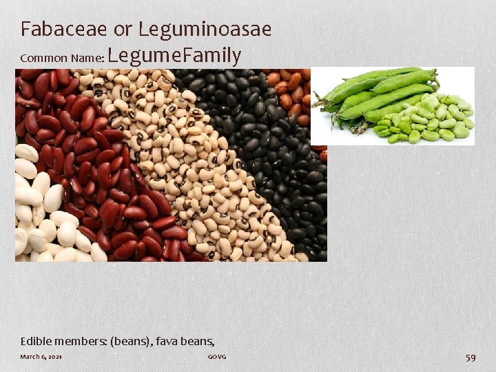 Fabaceae or Leguminoasae Common Name: Legume. Family Edible members: (beans), fava beans, March 6,