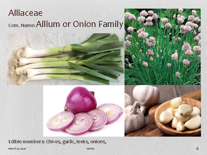 Alliaceae Com. Name: Allium or Onion Family Edible members: Chives, garlic, leeks, onions, March