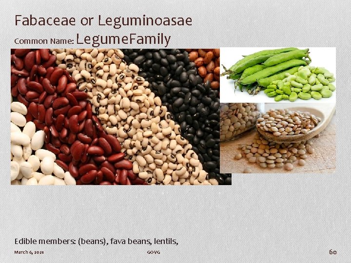 Fabaceae or Leguminoasae Common Name: Legume. Family Edible members: (beans), fava beans, lentils, March