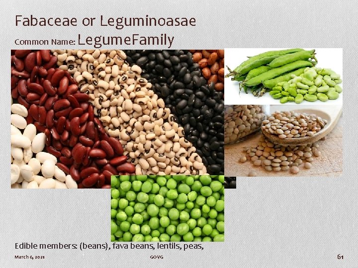 Fabaceae or Leguminoasae Common Name: Legume. Family Edible members: (beans), fava beans, lentils, peas,
