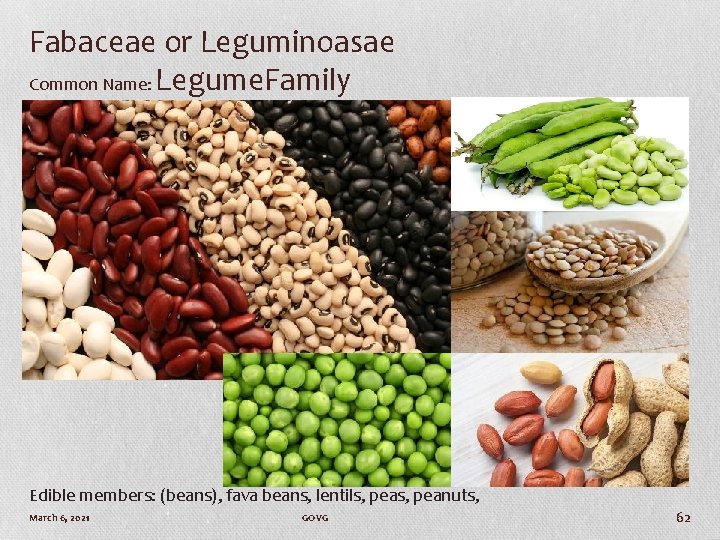 Fabaceae or Leguminoasae Common Name: Legume. Family Edible members: (beans), fava beans, lentils, peanuts,