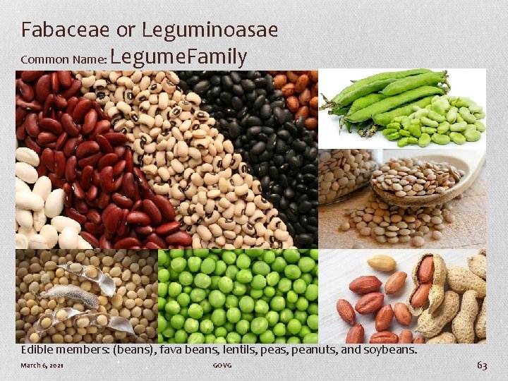 Fabaceae or Leguminoasae Common Name: Legume. Family Edible members: (beans), fava beans, lentils, peanuts,