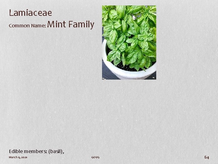 Lamiaceae Common Name: Mint Family Edible members: (basil), March 6, 2021 GOVG 64 