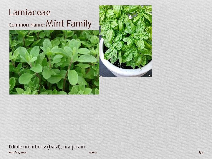 Lamiaceae Common Name: Mint Family Edible members: (basil), marjoram, March 6, 2021 GOVG 65