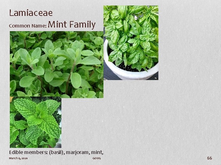Lamiaceae Common Name: Mint Family Edible members: (basil), marjoram, mint, March 6, 2021 GOVG