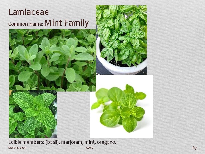 Lamiaceae Common Name: Mint Family Edible members: (basil), marjoram, mint, oregano, March 6, 2021